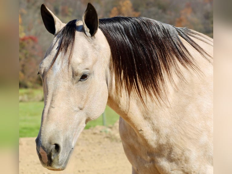 American Quarter Horse Castrone 10 Anni 150 cm Pelle di daino in Beaver Springs