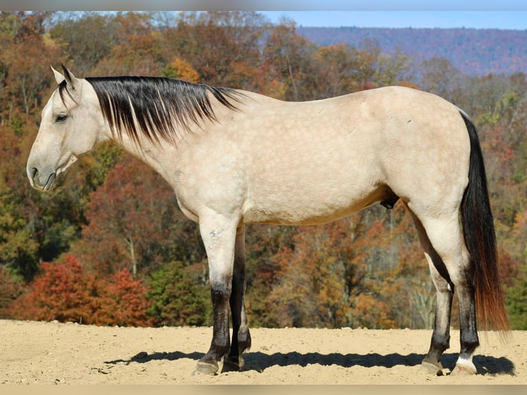 American Quarter Horse Castrone 10 Anni 150 cm Pelle di daino in Beaver Springs