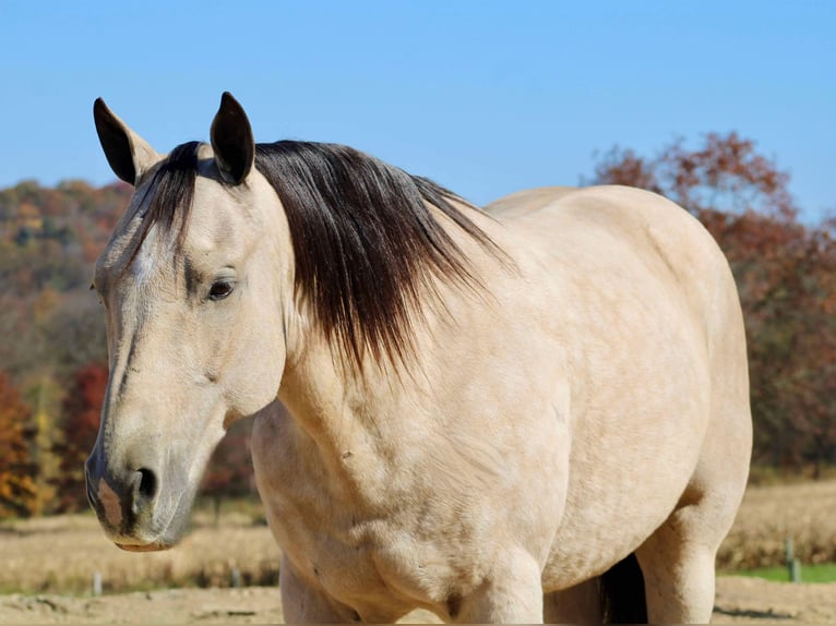 American Quarter Horse Castrone 10 Anni 150 cm Pelle di daino in Beaver Springs