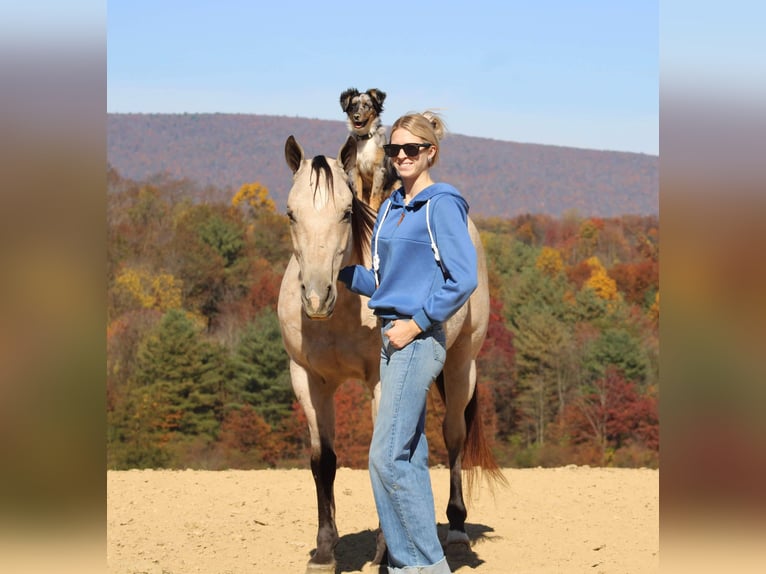 American Quarter Horse Castrone 10 Anni 150 cm Pelle di daino in Beaver Springs