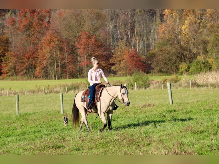 American Quarter Horse Castrone 10 Anni 150 cm Pelle di daino in Beaver Springs