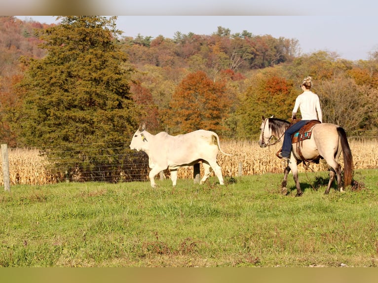 American Quarter Horse Castrone 10 Anni 150 cm Pelle di daino in Beaver Springs