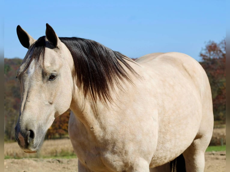 American Quarter Horse Castrone 10 Anni 150 cm Pelle di daino in Beaver Springs