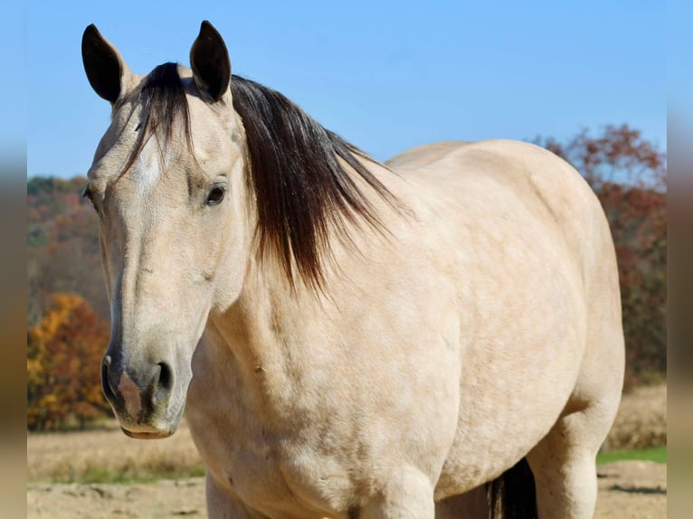 American Quarter Horse Castrone 10 Anni 150 cm Pelle di daino in Beaver Springs