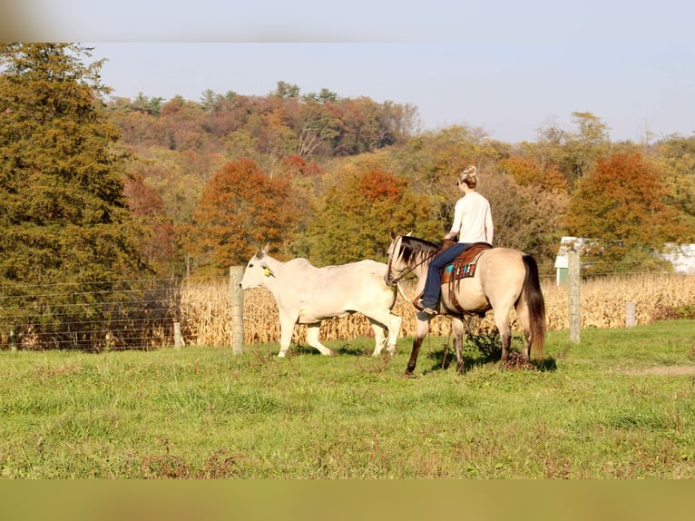 American Quarter Horse Castrone 10 Anni 150 cm Pelle di daino in Beaver Springs