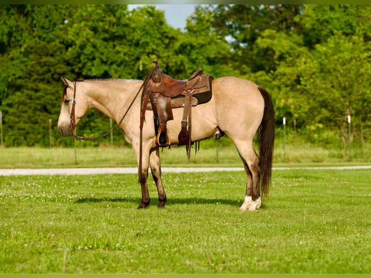 American Quarter Horse Castrone 10 Anni 150 cm Pelle di daino in CANYON, TX
