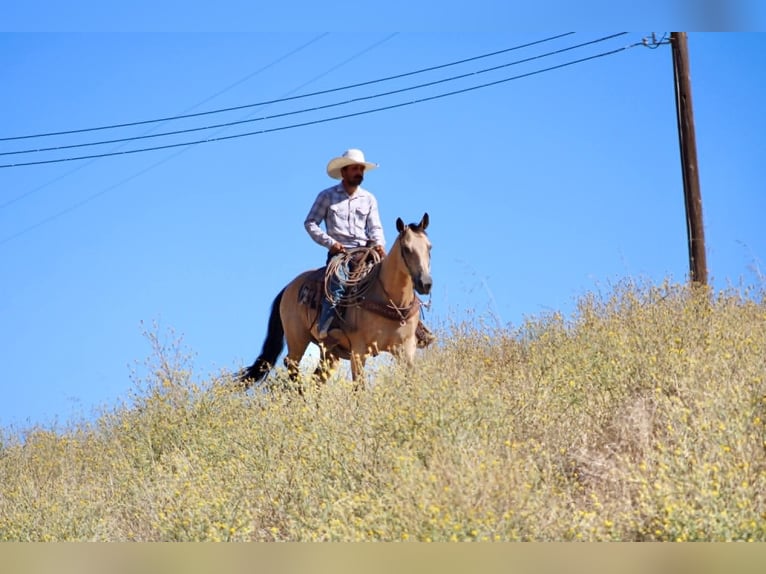American Quarter Horse Castrone 10 Anni 150 cm Pelle di daino in Tres Pinos