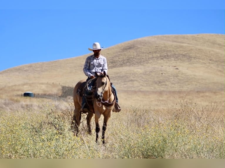 American Quarter Horse Castrone 10 Anni 150 cm Pelle di daino in Tres Pinos