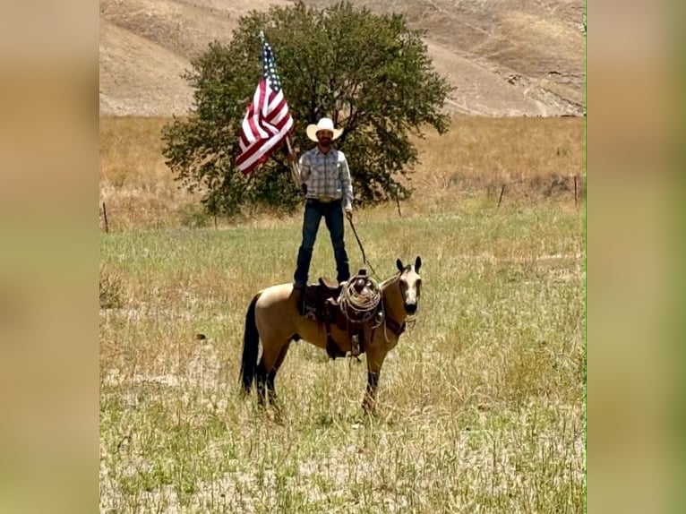 American Quarter Horse Castrone 10 Anni 150 cm Pelle di daino in Tres Pinos