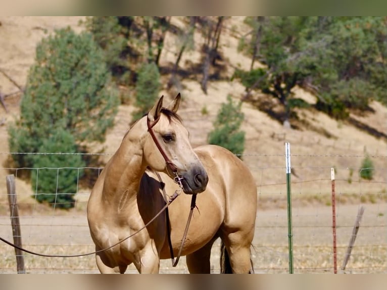 American Quarter Horse Castrone 10 Anni 150 cm Pelle di daino in Tres Pinos