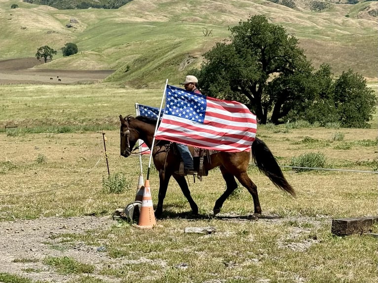 American Quarter Horse Castrone 10 Anni 150 cm Pelle di daino in Tres Pinos