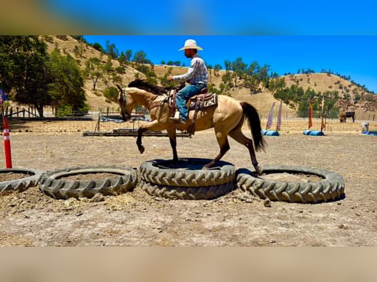 American Quarter Horse Castrone 10 Anni 150 cm Pelle di daino in Tres Pinos