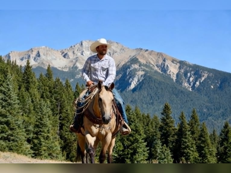 American Quarter Horse Castrone 10 Anni 150 cm Pelle di daino in Tres Pinos