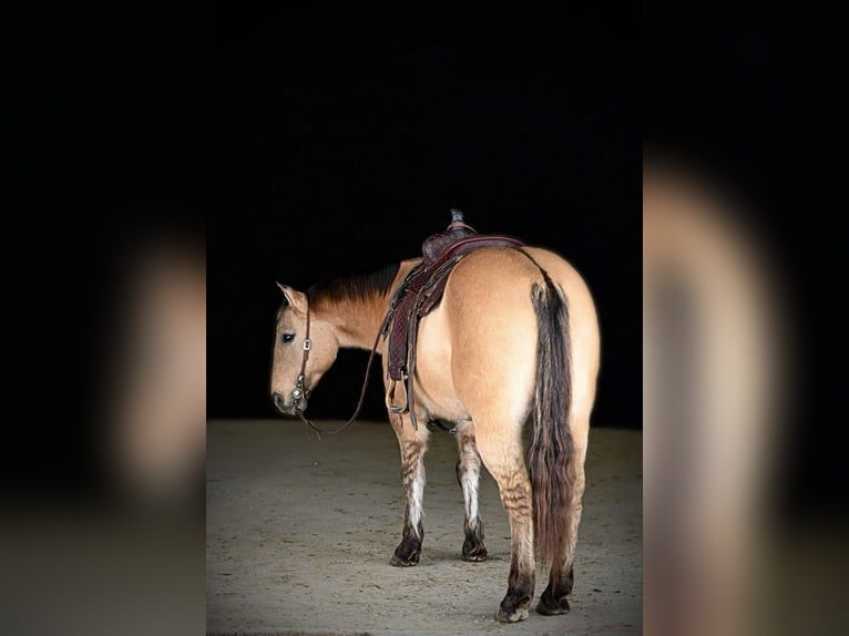 American Quarter Horse Castrone 10 Anni 150 cm Pelle di daino in Clarion, PA