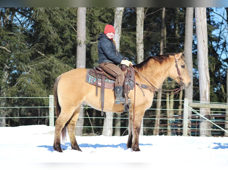 American Quarter Horse Castrone 10 Anni 150 cm Pelle di daino in Clarion, PA