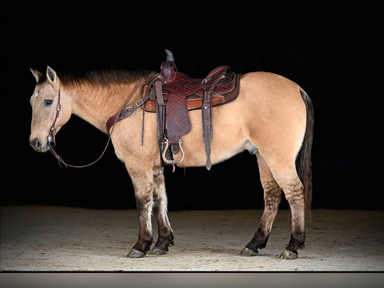 American Quarter Horse Castrone 10 Anni 150 cm Pelle di daino in Clarion, PA