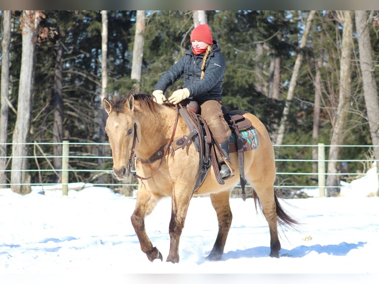 American Quarter Horse Castrone 10 Anni 150 cm Pelle di daino in Clarion, PA