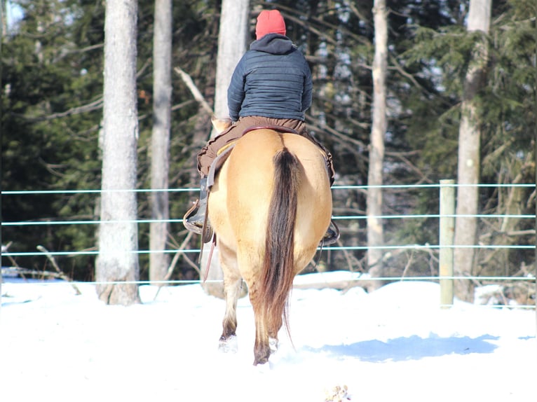 American Quarter Horse Castrone 10 Anni 150 cm Pelle di daino in Clarion, PA