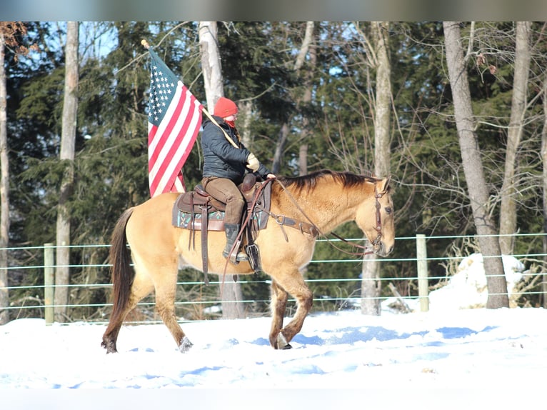 American Quarter Horse Castrone 10 Anni 150 cm Pelle di daino in Clarion, PA