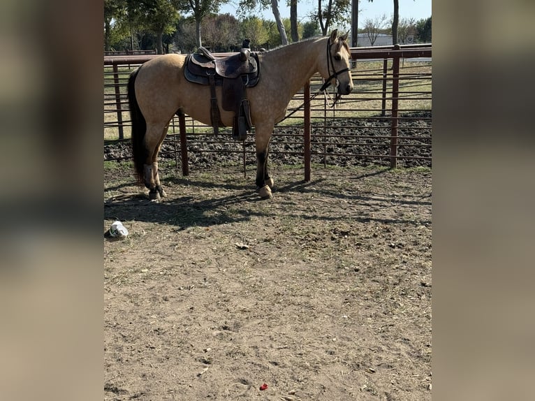 American Quarter Horse Castrone 10 Anni 150 cm Pelle di daino in Sanger, TX