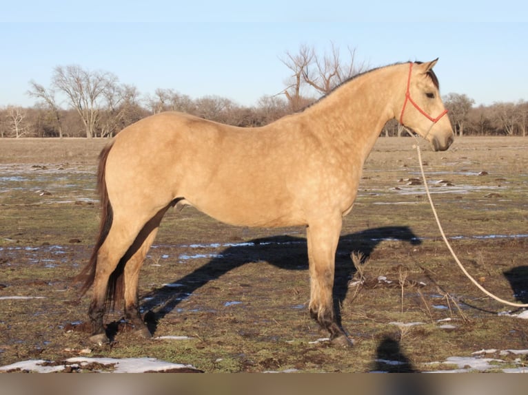 American Quarter Horse Castrone 10 Anni 150 cm Pelle di daino in Sanger, TX