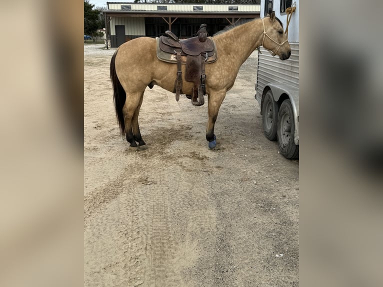 American Quarter Horse Castrone 10 Anni 150 cm Pelle di daino in Sanger, TX