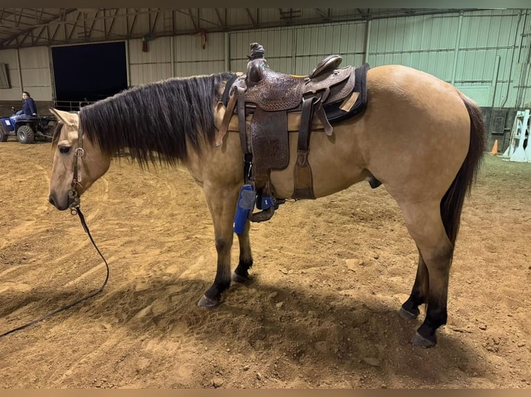 American Quarter Horse Castrone 10 Anni 150 cm Pelle di daino in Sanger, TX