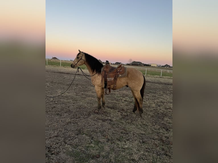 American Quarter Horse Castrone 10 Anni 150 cm Pelle di daino in Sanger, TX