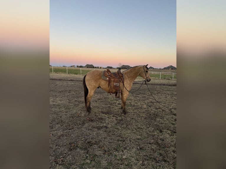 American Quarter Horse Castrone 10 Anni 150 cm Pelle di daino in Sanger, TX