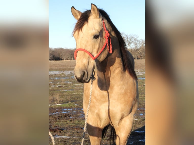 American Quarter Horse Castrone 10 Anni 150 cm Pelle di daino in Sanger, TX