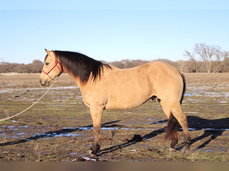 American Quarter Horse Castrone 10 Anni 150 cm Pelle di daino in Sanger, TX