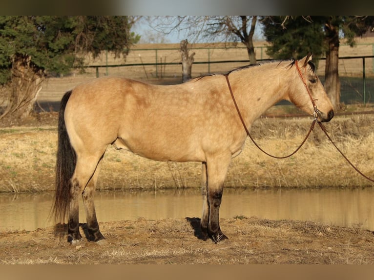 American Quarter Horse Castrone 10 Anni 150 cm Pelle di daino in Fort Worth TX