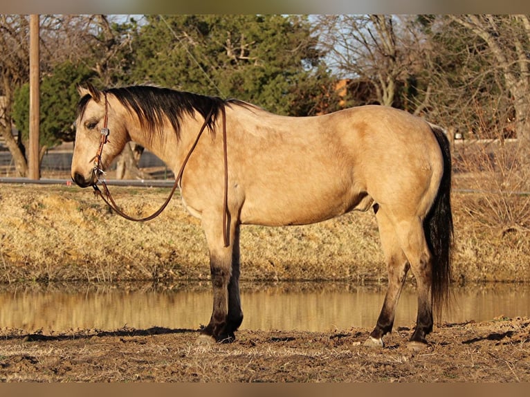 American Quarter Horse Castrone 10 Anni 150 cm Pelle di daino in Fort Worth TX