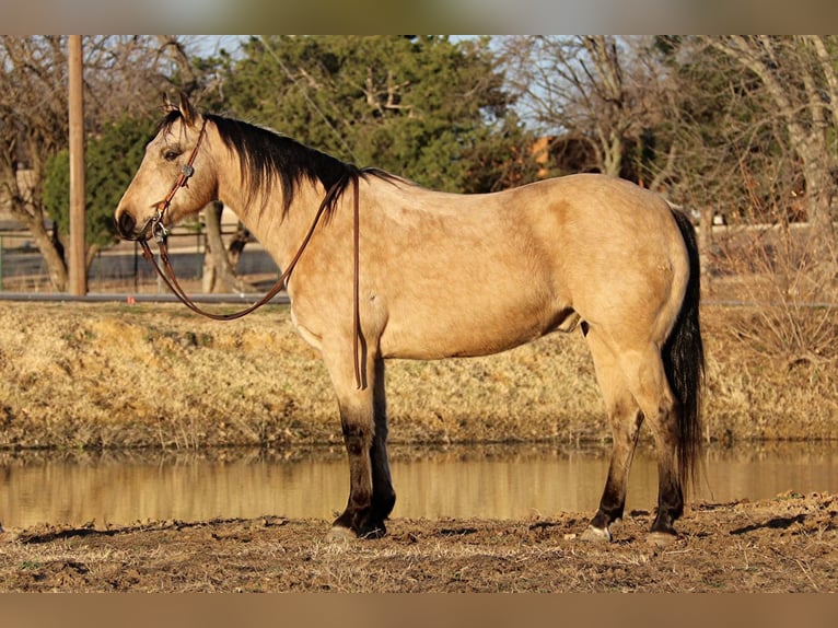 American Quarter Horse Castrone 10 Anni 150 cm Pelle di daino in Fort Worth TX