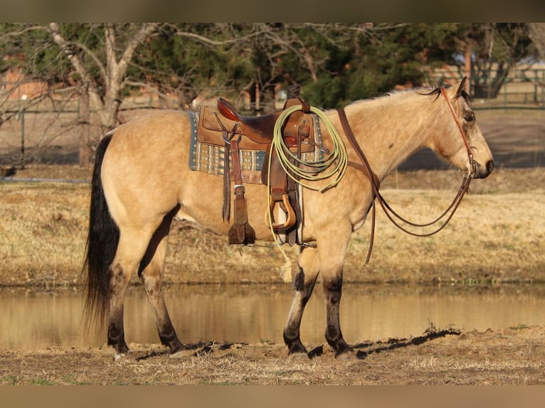 American Quarter Horse Castrone 10 Anni 150 cm Pelle di daino in Fort Worth TX