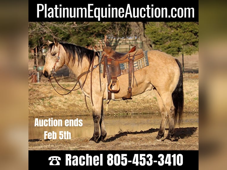 American Quarter Horse Castrone 10 Anni 150 cm Pelle di daino in Fort Worth TX