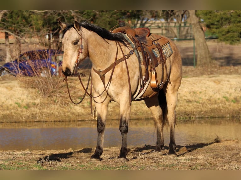 American Quarter Horse Castrone 10 Anni 150 cm Pelle di daino in Fort Worth TX