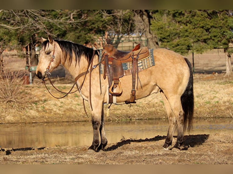 American Quarter Horse Castrone 10 Anni 150 cm Pelle di daino in Fort Worth TX