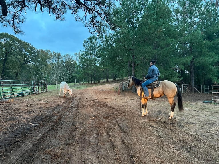 American Quarter Horse Castrone 10 Anni 150 cm Pelle di daino in Rusk TX