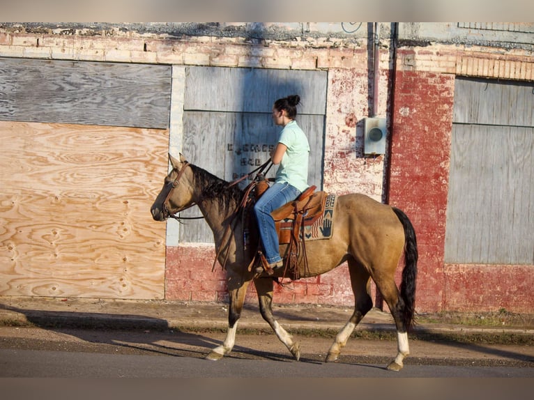 American Quarter Horse Castrone 10 Anni 150 cm Pelle di daino in Rusk TX