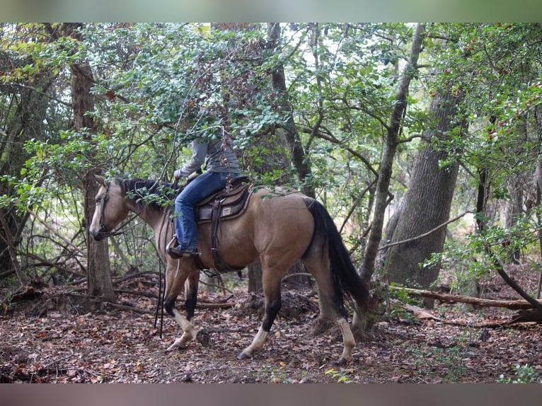 American Quarter Horse Castrone 10 Anni 150 cm Pelle di daino in Rusk TX