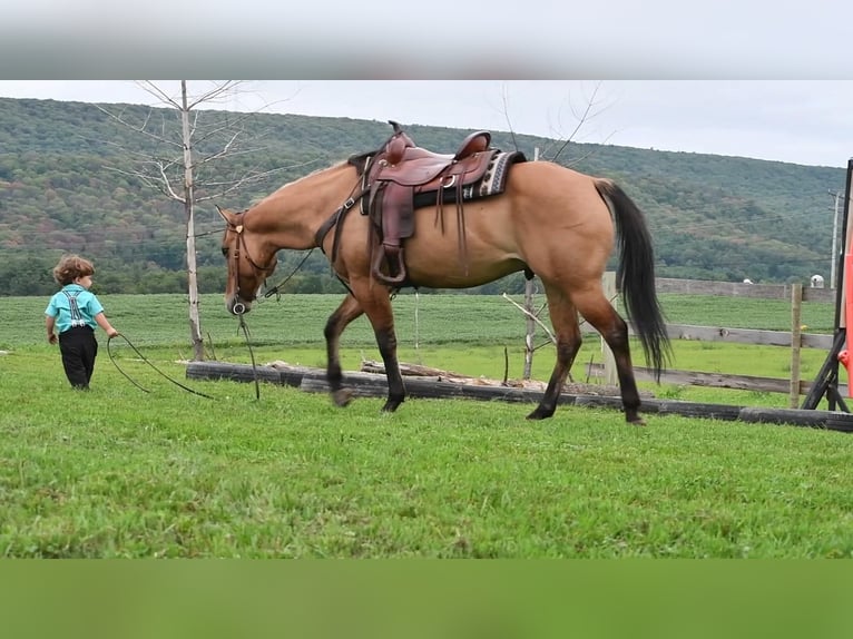 American Quarter Horse Castrone 10 Anni 150 cm in Rebersburg, PA
