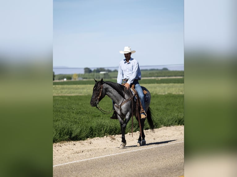 American Quarter Horse Castrone 10 Anni 150 cm Roano blu in Caldwell ID