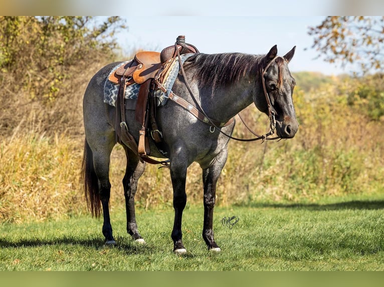 American Quarter Horse Castrone 10 Anni 150 cm Roano blu in River Falls WI