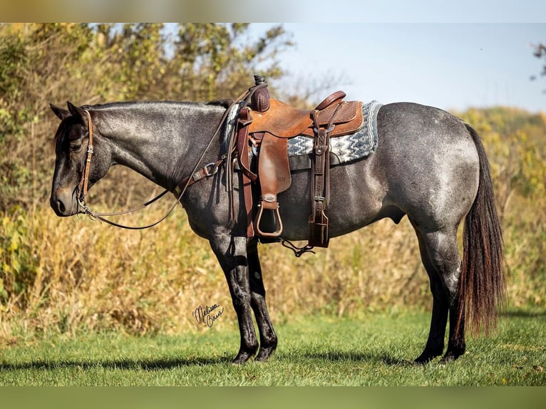 American Quarter Horse Castrone 10 Anni 150 cm Roano blu in River Falls WI