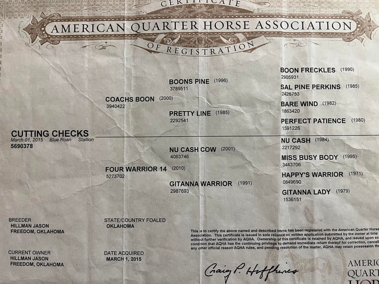 American Quarter Horse Castrone 10 Anni 150 cm Roano blu in River Falls WI