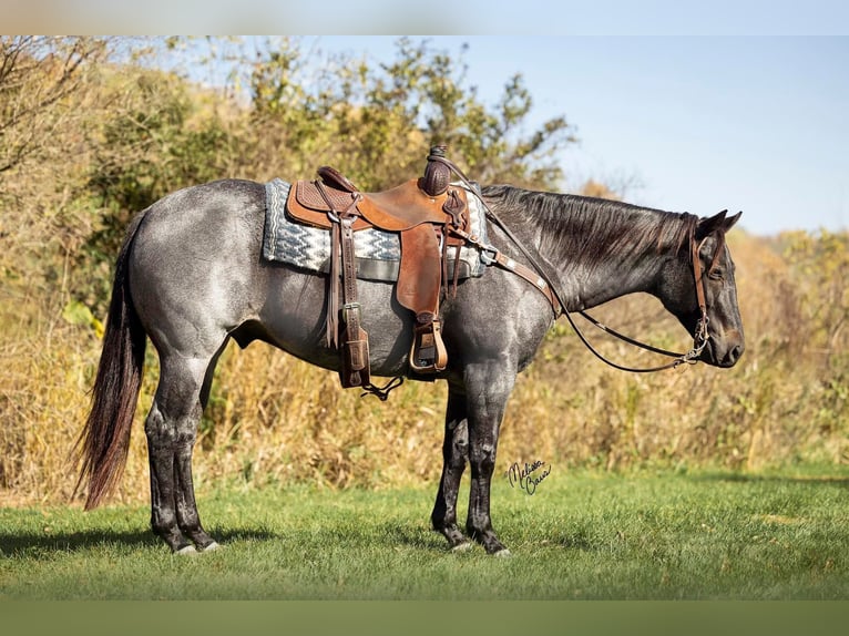 American Quarter Horse Castrone 10 Anni 150 cm Roano blu in River Falls WI