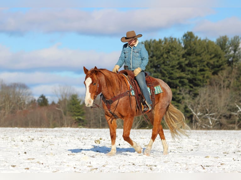 American Quarter Horse Castrone 10 Anni 150 cm Roano rosso in Clarion