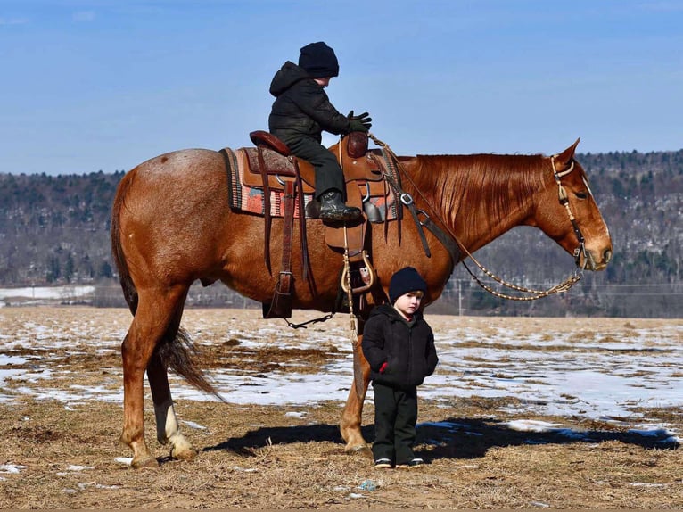 American Quarter Horse Castrone 10 Anni 150 cm Roano rosso in Rebersburg, PA