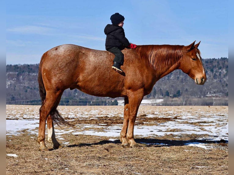 American Quarter Horse Castrone 10 Anni 150 cm Roano rosso in Rebersburg, PA